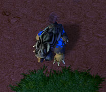 Screenshot du Druid of the Claw sous la forme d'un ours vu de haut